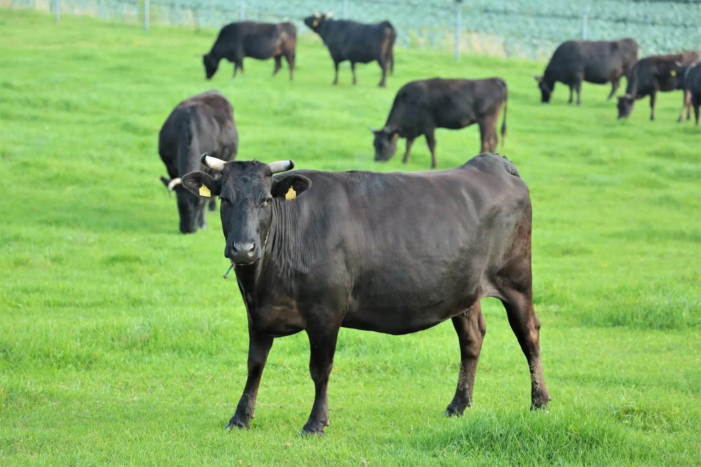 Kumano Beef