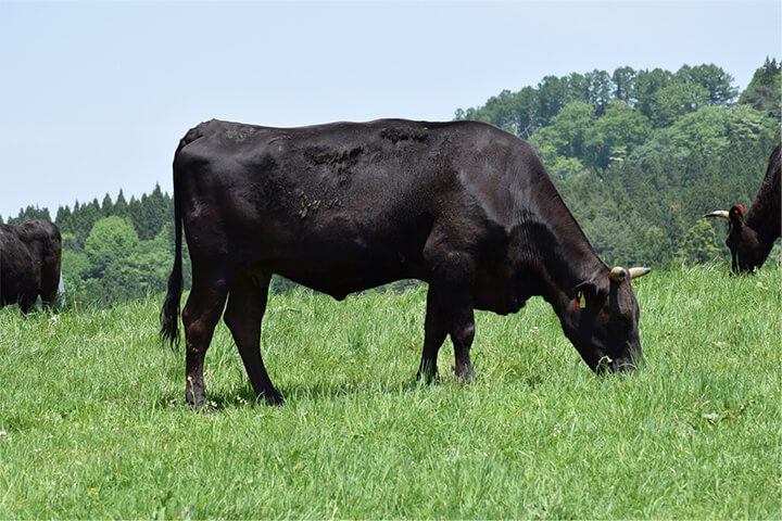 Omi Beef